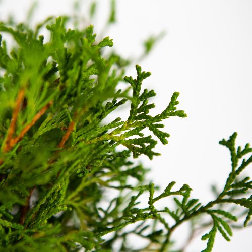 Туя западная Тини Тим Thuja occidentalis Tiny Tim 1л (Н)