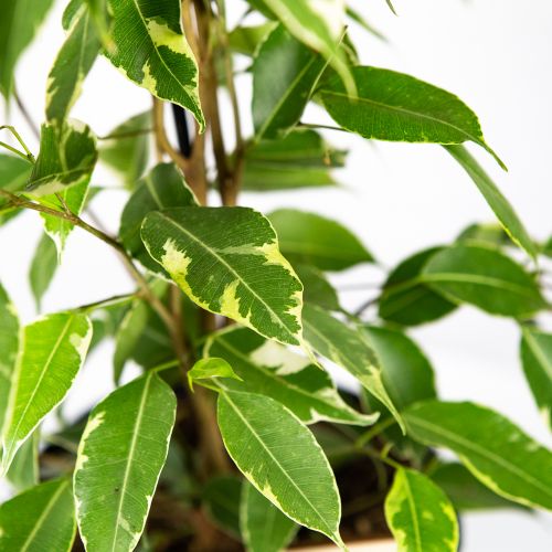 Фикус Бенджамина Голден Кинг Ficus benjamina Golden King 65/17 (Н)