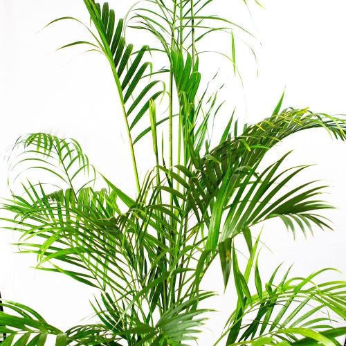 Дипсис желтоватый Dypsis lutescens 160/24 (Н)