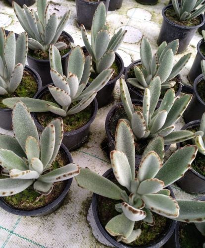 Каланхоэ войлочное Kalanchoe tomentosa /10,5