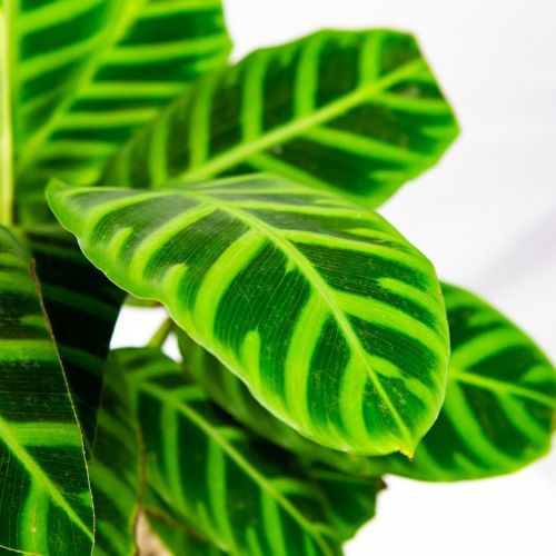 Калатея полосатая Calathea zebrina 40/14 (Н)