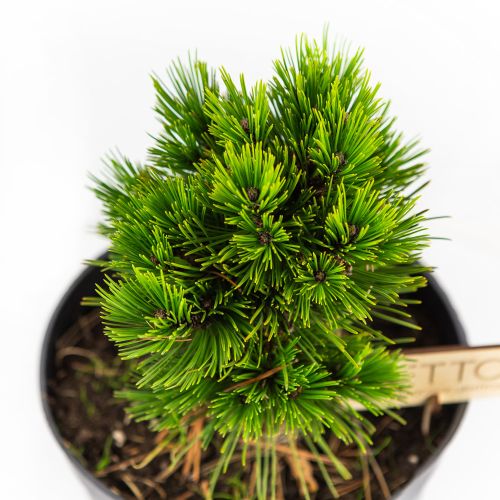 Сосна Гельдрейха Шмидта Pinus heldreichii Smidti 5л (Т)