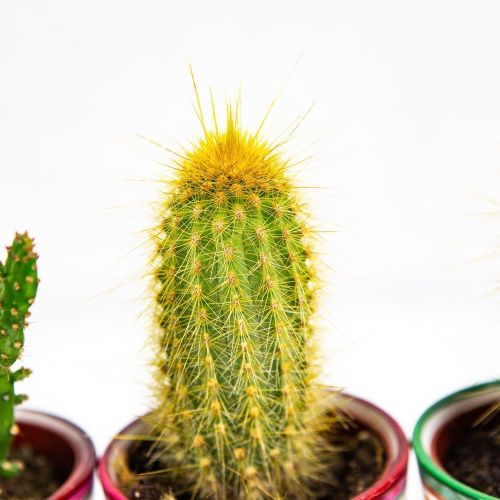 Кактус в декоративном горшке Cactus pot 8/8