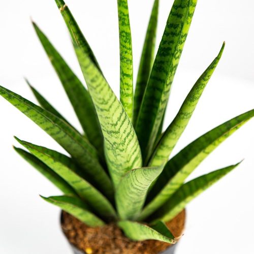 Сансевиерия Sansevieria Pineapple 25/10