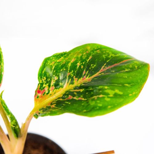 Аглаонема Aglaonema Lychee Red 45/12 (Н)