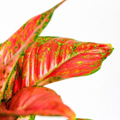 Аглаонема Руби Лав Aglaonema Ruby Love 45/1 (Н)