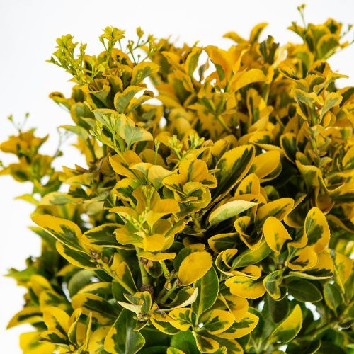 Бересклет японский Элегантиссима Ауреа 1/2 ШТАМБ Euonymus japonicus Elegantissima Aurea 18л (И)