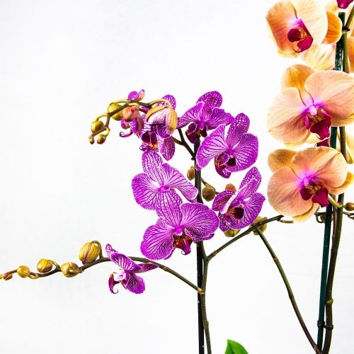 Фаленопсис 1 ствол микс Phalaenopsis 1st mix 75+/12 (Н)