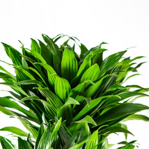 Драцена Компакта разветвленная Dracaena Compacta branched 170/34