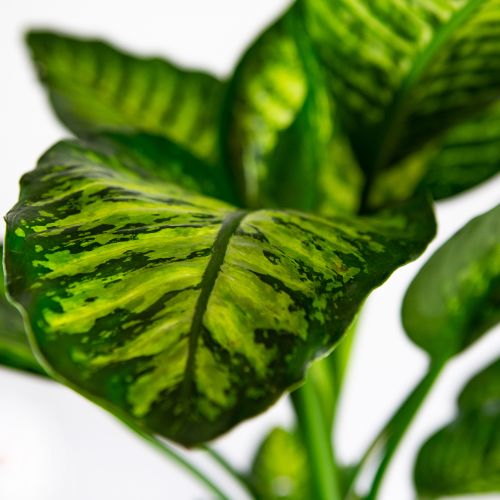 Диффенбахия Мароба Dieffenbachia Maroba	 90/24