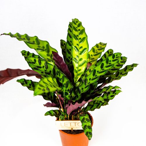 Калатея ланцетолистная Calathea lancifolia (insigne) 50/14 (Н)