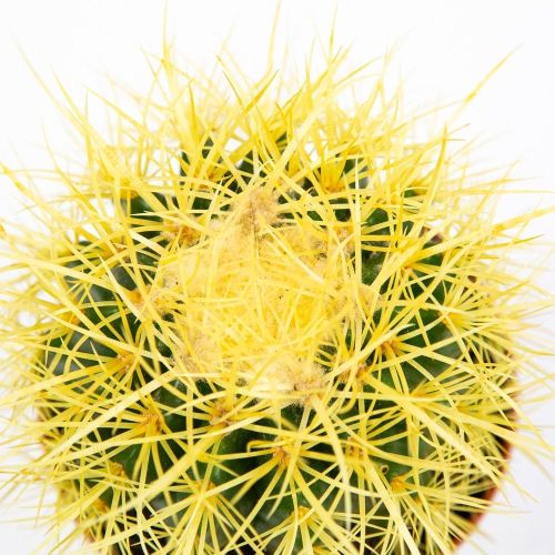 Эхинокактус Грузона Echinocactus grusonii 20/12