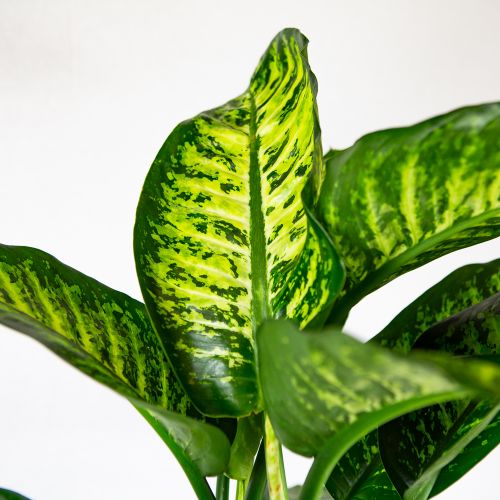 Диффенбахия Мароба Dieffenbachia Maroba	 90/24