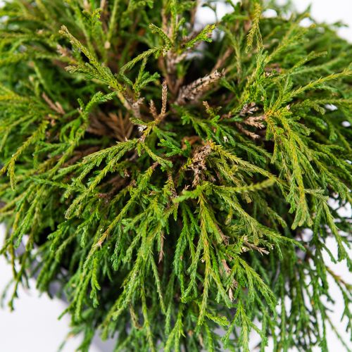 Кипарисовик горохоплодный Филифера Нана Chamaecyparis pisifera Filifera Nana 3л