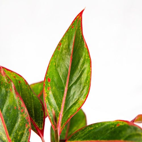 Аглаонема Сиам Ред Аврора Aglaonema Siam Red Aurora 40/13