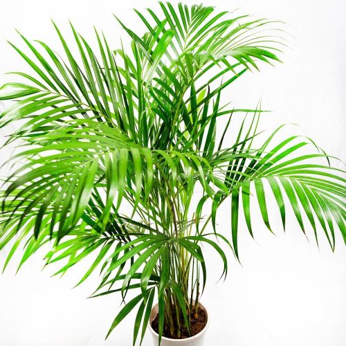 Дипсис желтоватый Dypsis lutescens 100/19 (Н)