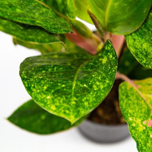 Аглаонема Эйпл Грин Aglaonema Apple Green 35/12 (Н )