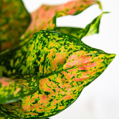 Аглаонема Кримсон Лав Aglaonema Crimson Love 40/19 (Н)