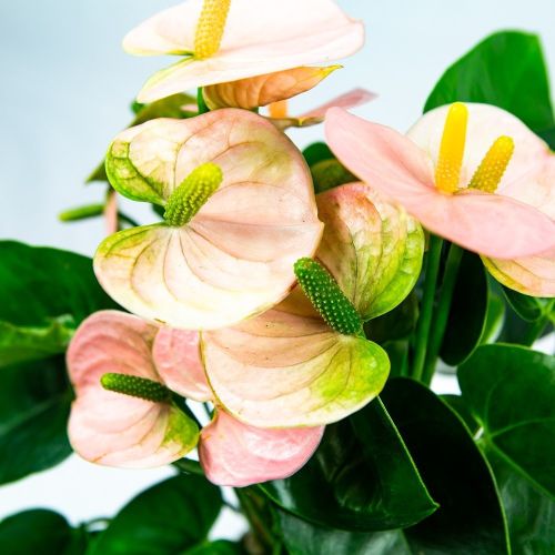 Антуриум Спирит Anthurium andraeanum Spirit 5+ 50/14 (Н)