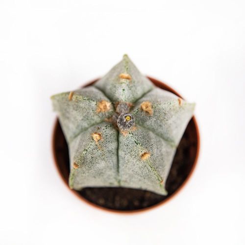 Астрофитум  микс Astrophytum Mix 15/8,5