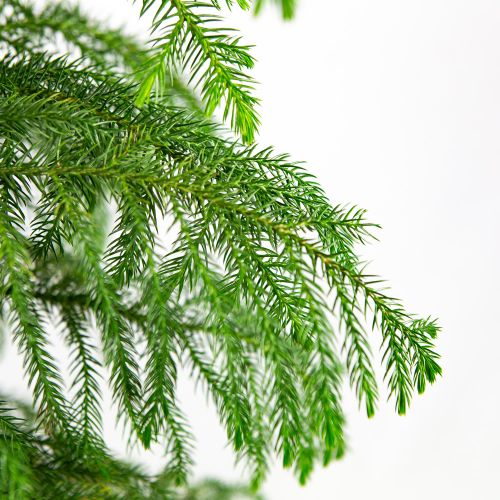 Араукария разнолистная Araucaria heterophylla 3 pp 65/19 (Н)