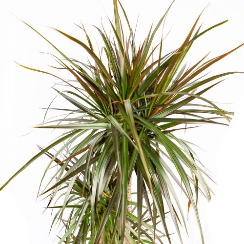 Драцена Маджента Dracaena Magenta 90-60-30-15 150/27