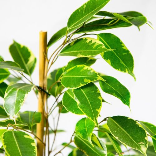 Фикус Бенджамина Голден Кинг Ficus benjamina Golden King 145/27 (Н)