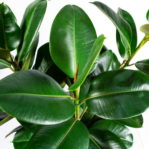 Фикус каучуконосный Робуста 3 ствола Ficus elastica Robusta 3 pp 100/27