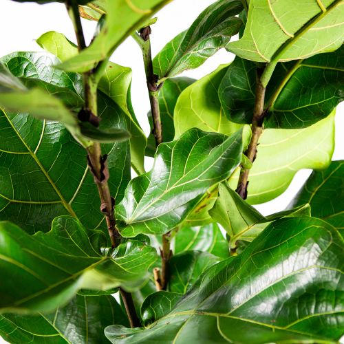 Фикус лировидный 3 ствола Ficus lyrata 3 pp 160/24