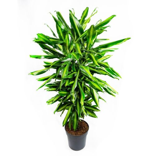 Драцена Синто разветвленная Dracaena Cintho branched 120/24 (Н)