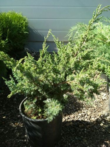 Можжевельник китайский Блю Альпс Juniperus chinensis Blue Alps 10л (ЗК) ЗАДВОЕНИЕ