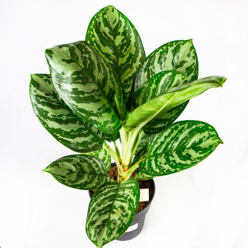 Аглаонема Джангл Сильвер Aglaonema Jungle Silver 60/19 (Н)