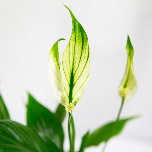 Спатифиллум Шопен Spathiphyllum Chopin 3+ 30/9