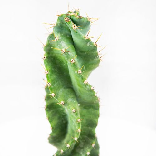 Цереус Форбси Спиралис Cereus forbesii Spiralis 22,5/10 (Н)