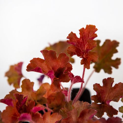 Гейхера микс Heuchera mix /10,5