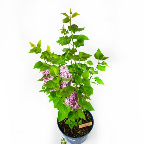 Сирень обыкновенная Индия Syringa vulgaris India 10(ГМ)