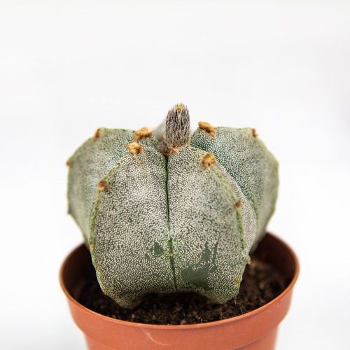 Астрофитум  микс Astrophytum Mix 15/8,5