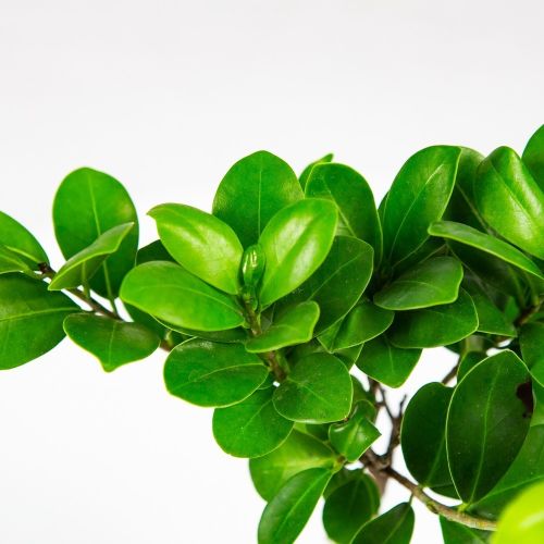 Фикус гинсенг микс Ficus ginseng mix 30/9 (Н)