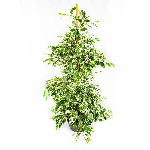 Фикус Бенджамина Старлайт Ficus benjamina Starlight 130/27 (Н)