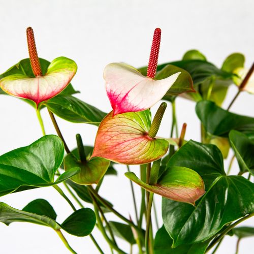 Антуриум Андре Амалия Элеганс Anthurium andraeanum Amalia Elegance 60/17