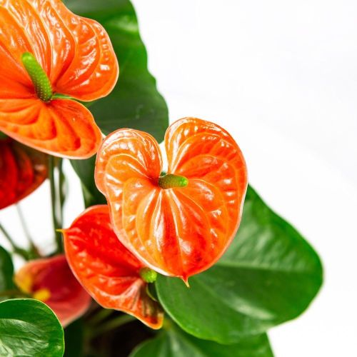 Антуриум Андре Мадурал Оранж Anthurium andraeanum Madural Orange 50/14 (Н)