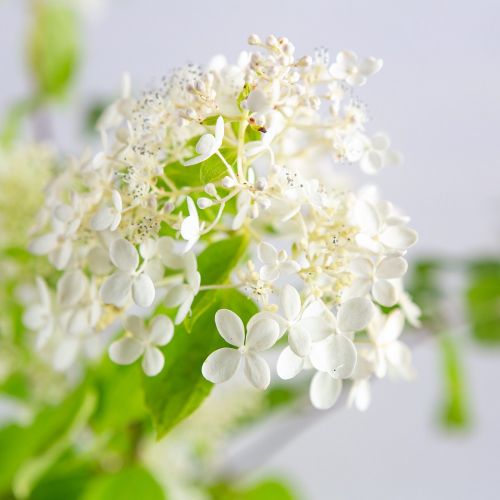 Гортензия метельчатая Грандифлора Hydrangea paniculata Grandiflora 2л/3л (ГМ)