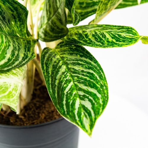 Аглаонема Голден Мадонна Aglaonema Golden Madonna 60/24 (Н)