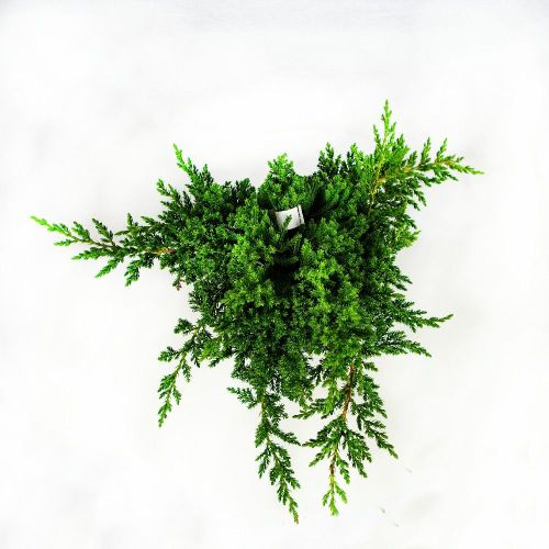 Можжевельник лежачий Нана Juniperus procumbens Nana 3л (Н)