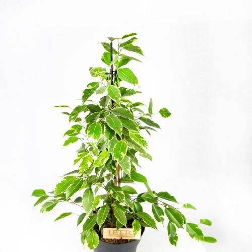 Фикус Бенджамина Голден Кинг Ficus benjamina Golden King 65/17 (Н)