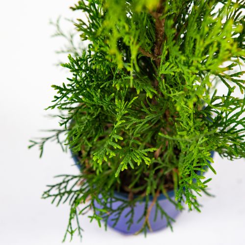 Туя западная Смарагд 40/50 Thuja occidentalis Smaragd 1л (Н)