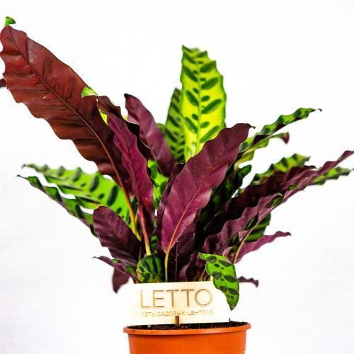 Калатея ланцетолистная Calathea lancifolia (insigne) 50/14 (Н)