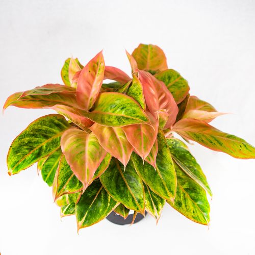 Аглаонема Сальмон Фэнтези Aglaonema Salmon Fantasy 40/19