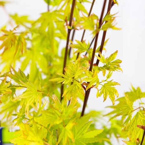 Клен дланевидный Оранж Дрим Acer palmatum Orange Dream 5л (Н)