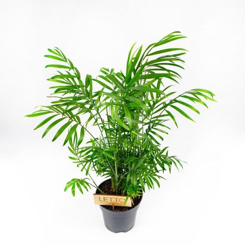 Хамедорея изящная Chamaedorea Elegans 55/14 (Н)